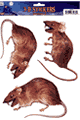 Forum Novelties ハロウィンコスチューム/衣装 Forum Novelties LFN75030